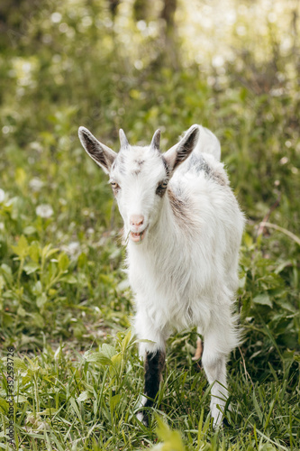 Beautiful summer landscape with a goat 