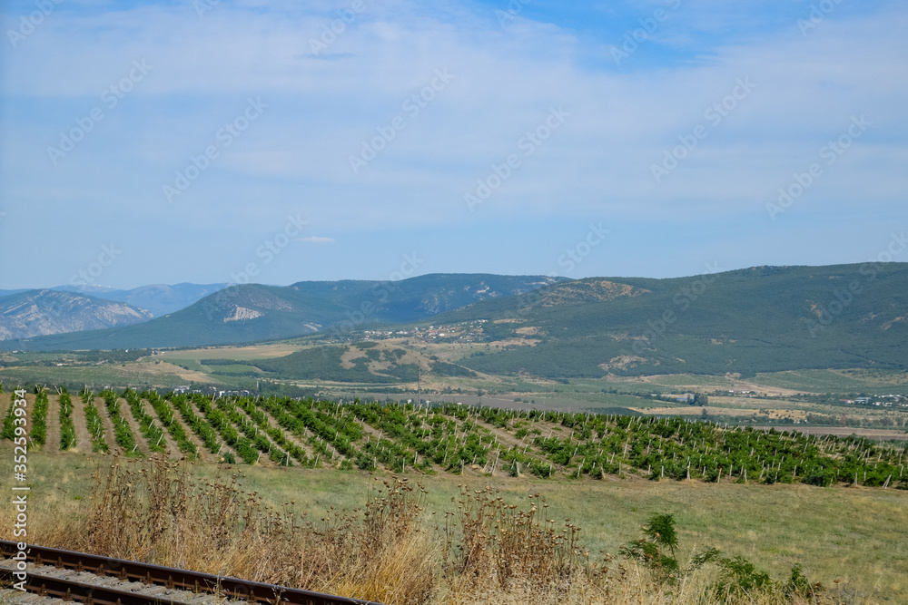 Fields with vineyards on trellises. Hills with vineyards.