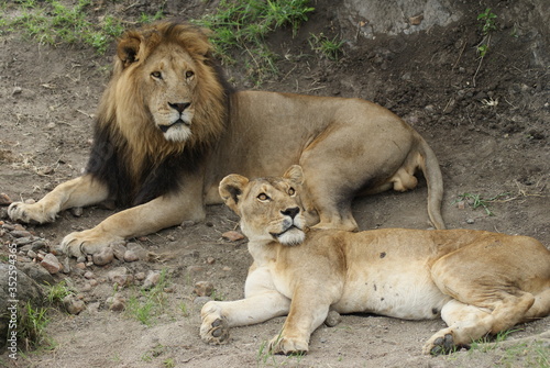 Lion and Lioness