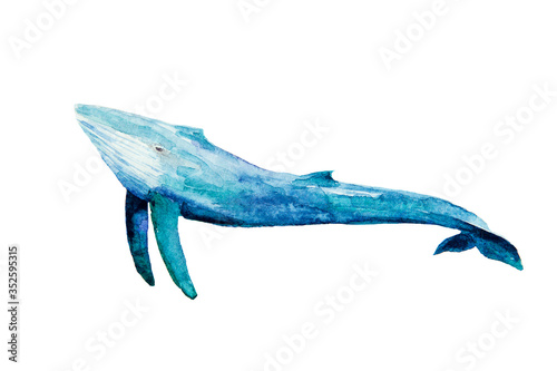 Watercolor drawing of blue whale isolated on the white background. Illustration of big whale.