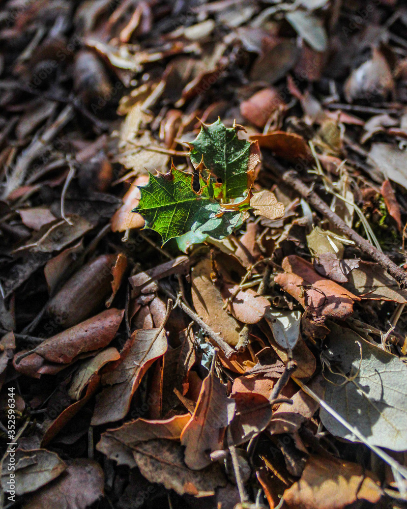 Planta verde no meio de folhas no outono Planta verde no meio de folhas no outono