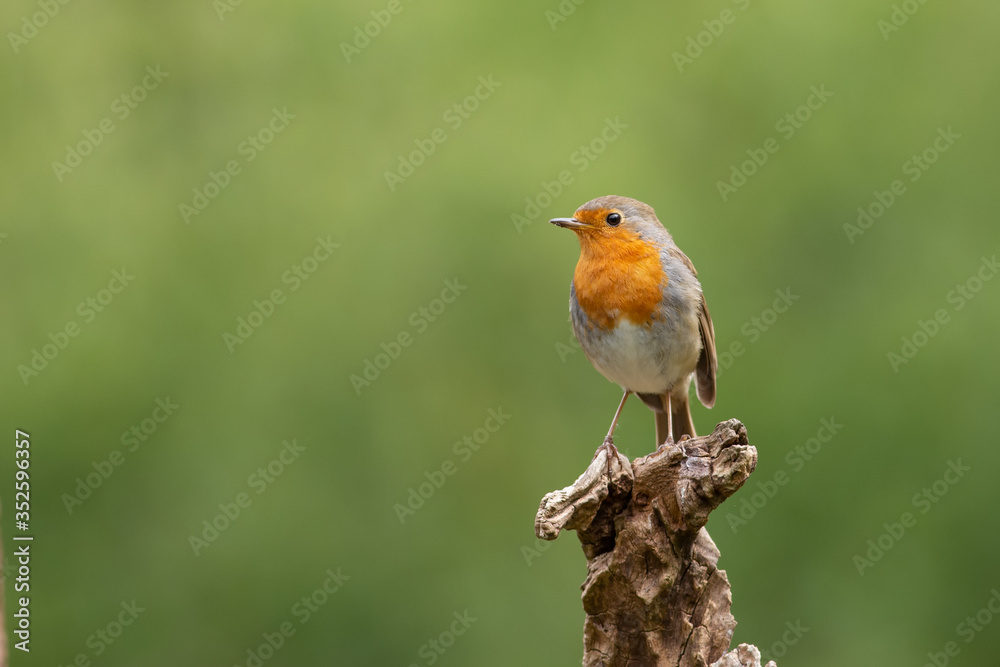 This robin with orange breast is sitting on a branch with a green background