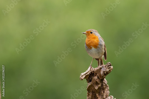 This robin with orange breast is sitting on a branch with a green background © Johan van Beilen