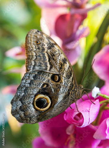 Caligo Eurilochus butterfly on a flower © Nadezhda Bolotina