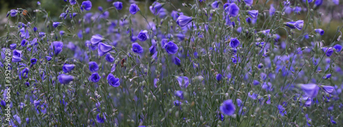 field of blue flowers, spring, selective focus image