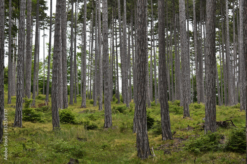 Graue, dichte Stämme im Naturwald, grüner Waldboden als Sauerstoffquelle und Kohlenstoffsenke für Klimaschutz