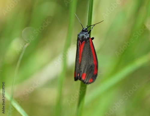 Jakobskrautbär (Tyria jacobaeae) photo