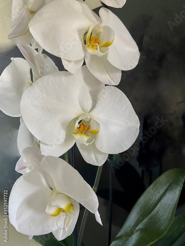 White Moth Orchid Closeup