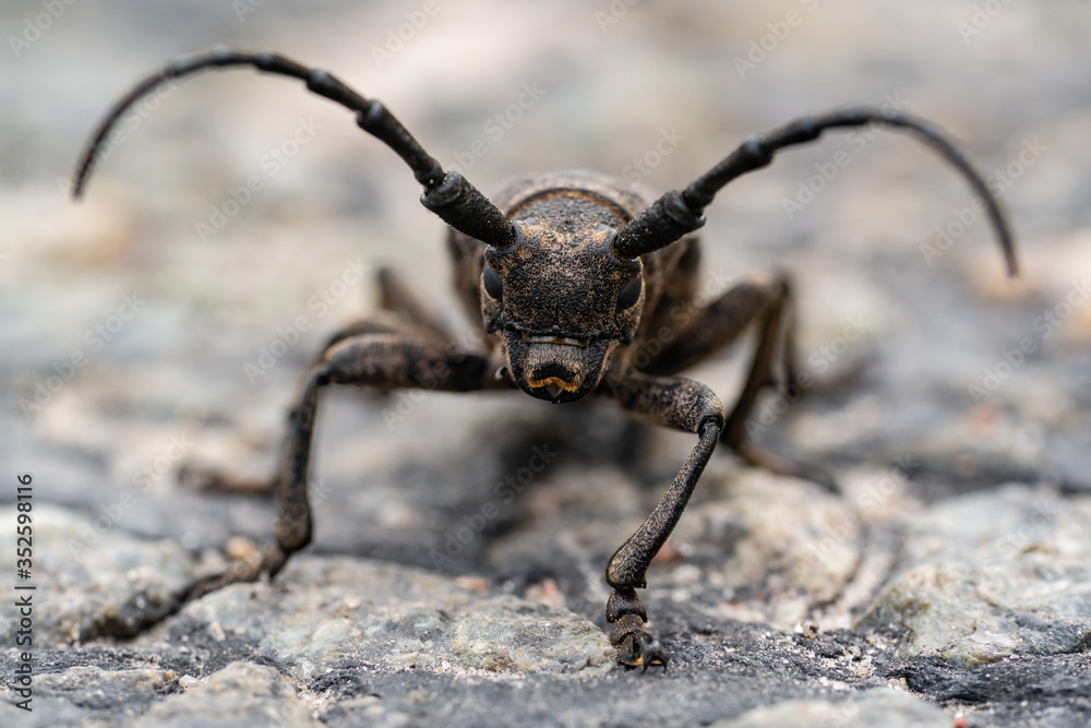 Bug beetle lumberjack. Big beetle close up. Macro photo. Monster. Giant