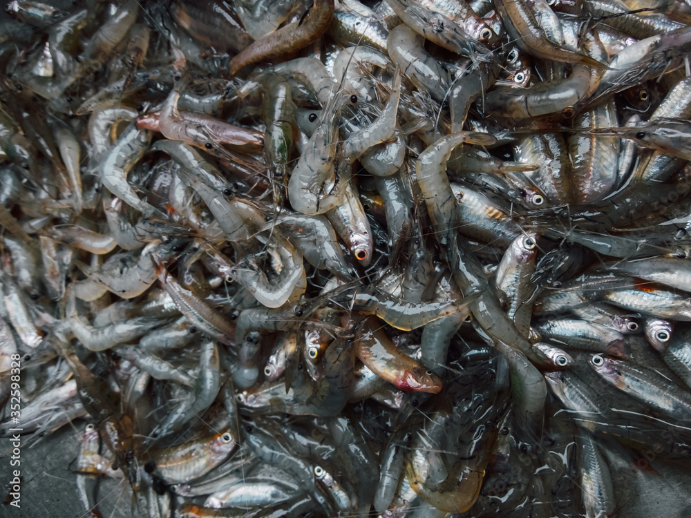Fresh fish and small shrimp combined Bring to cook Local fisheries Fresh fish and small shrimp combined Bring to cook Local fisheries