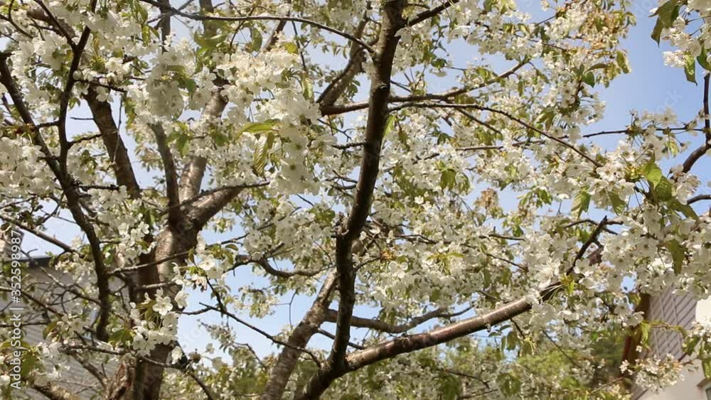Beautiful sakura flower in bloom after rain, with a branch on a green background for the spring season. Beautiful sakura flower in bloom after rain, with a branch on a green background for the spring season.