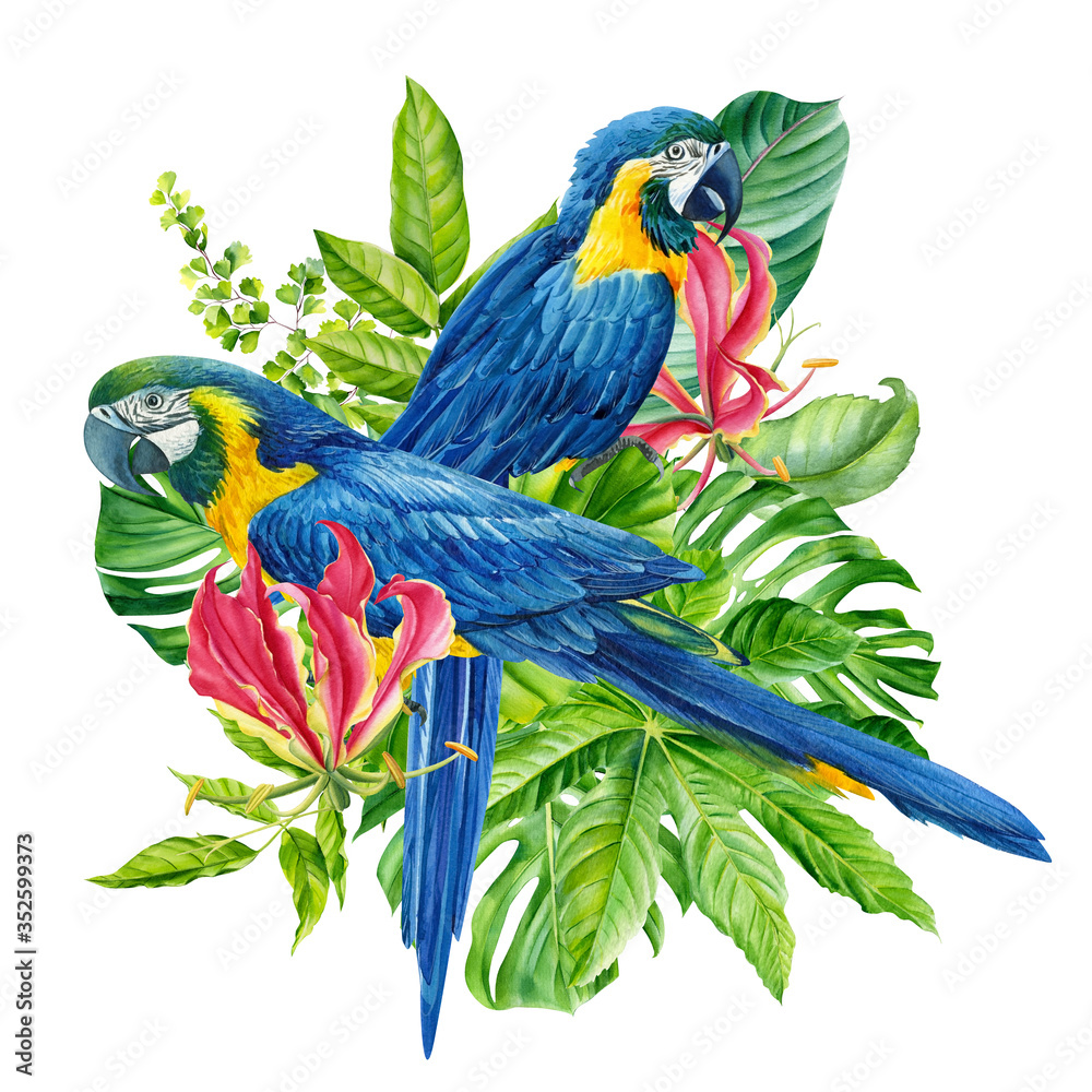 Obraz premium composition with beautiful blue parrots and tropical plants, green leaves, lily, bromeliad on an isolated white background, watercolor hand drawing