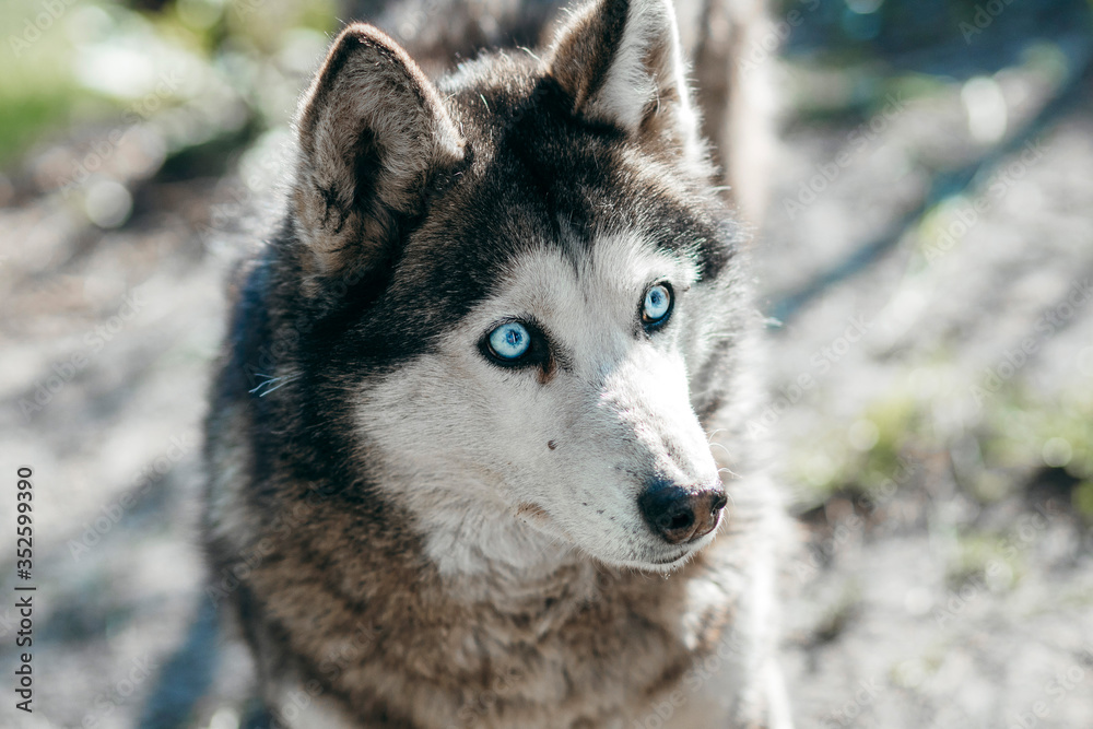 Husky dog looking away with one striking blue eye