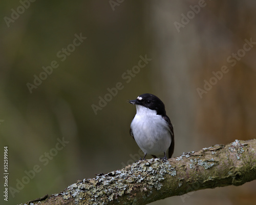 European pied flycatcher perched on a branch