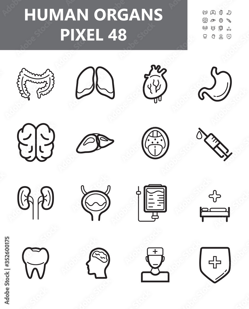 Human organs icon set vector. Throat, syringe, hospital are shown. Kidneys, liver, heart, intestine outline symbol for website in 48 pixel. Bladder, stomach, lungs illustration. Human organs icon set vector. Throat, syringe, hospital are shown. Kidneys, liver, heart, intestine outline symbol for website in 48 pixel. Bladder, stomach, lungs illustration.