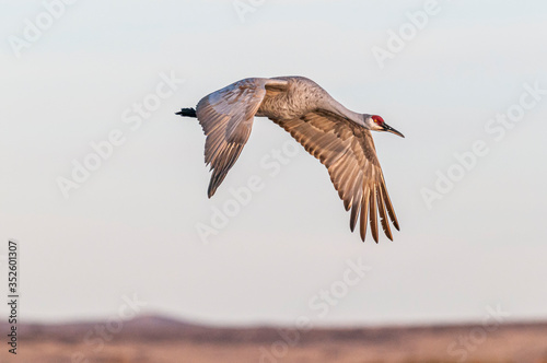 Single Sandhill Crane Flying in a Cloudless Sky 