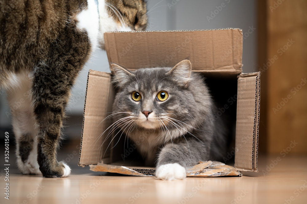 cats are curious about cardboard box