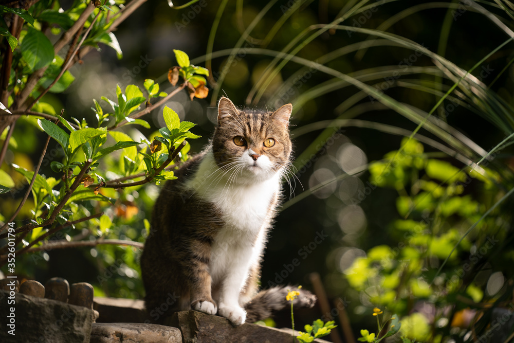 portrait of a tabby white british shorthair cat outdoors in beautiful garden looking at camera portrait of a tabby white british shorthair cat outdoors in beautiful garden looking at camera