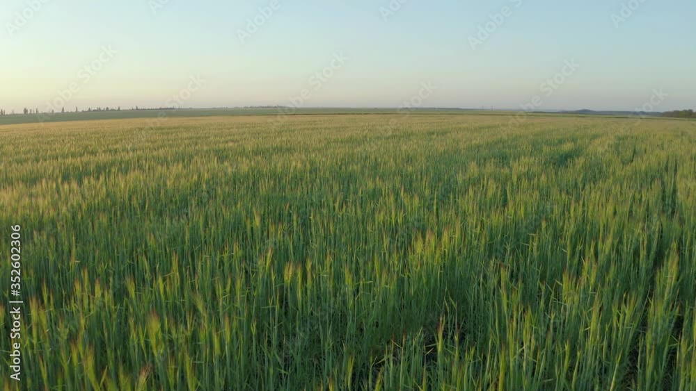 Beautiful view of wheat field on sunny day. Drone video recording Beautiful view of wheat field on sunny day. Drone video recording