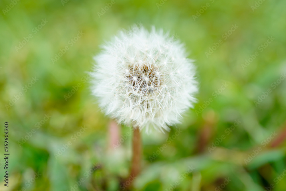 Close up of a full dandelion flower. White seed head. Close up of a full dandelion flower. White seed head.