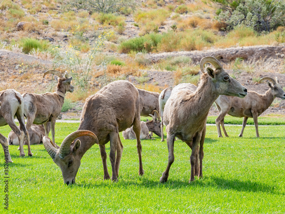 Close up shot of many Bighorn sheep eating grass in Hemenway Park