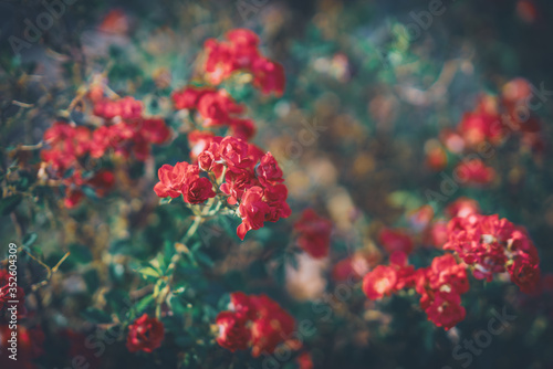 Bushes of small Miniflora red roses © Visual Motiv
