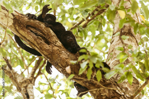 Monkeys in mayan ruins, Calakmul biosphere,  Mexico photo