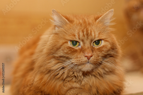 A large portrait of a charming red-haired longhair cat.