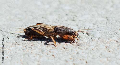 closeup of a mole cricket, lateral view