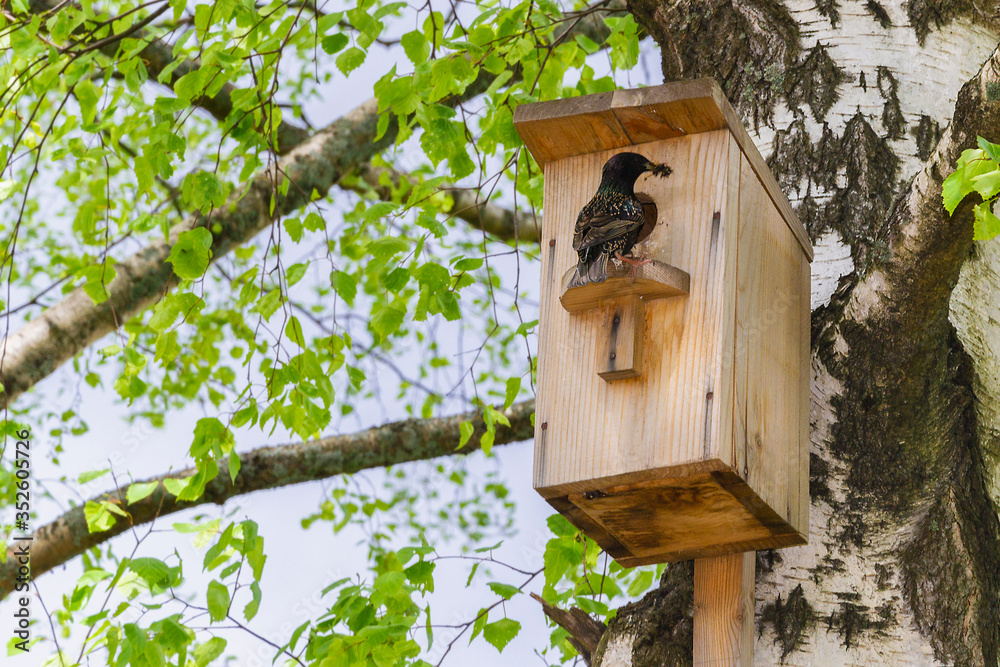 Starling near a birdhouse on a birch tree Starling near a birdhouse on a birch tree