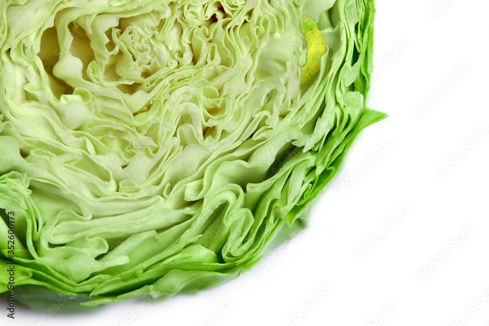 sliced pure green cabbage on a white background for salad. sliced pure green cabbage on a white background for salad.