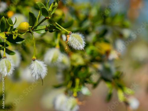 Close up shot of the Larrea tridentata blossom photo