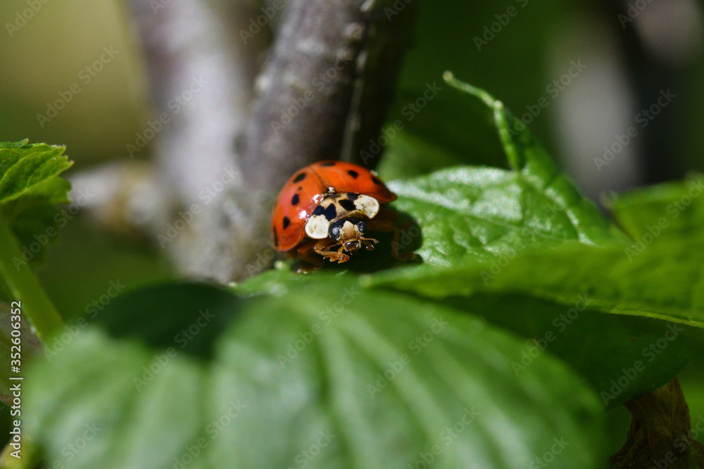 macro detail of ladybird on the green leaf macro detail of ladybird on the green leaf