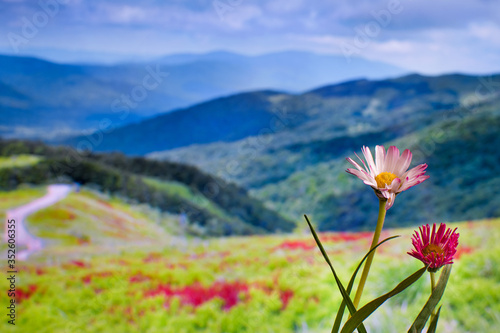 flowers against the backdrop of blurred mountains  beautiful landscape