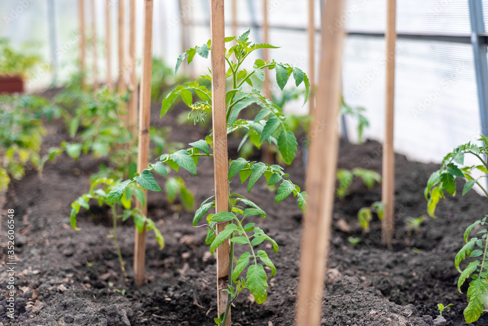 the little seedling tomatoes in the greenhouse