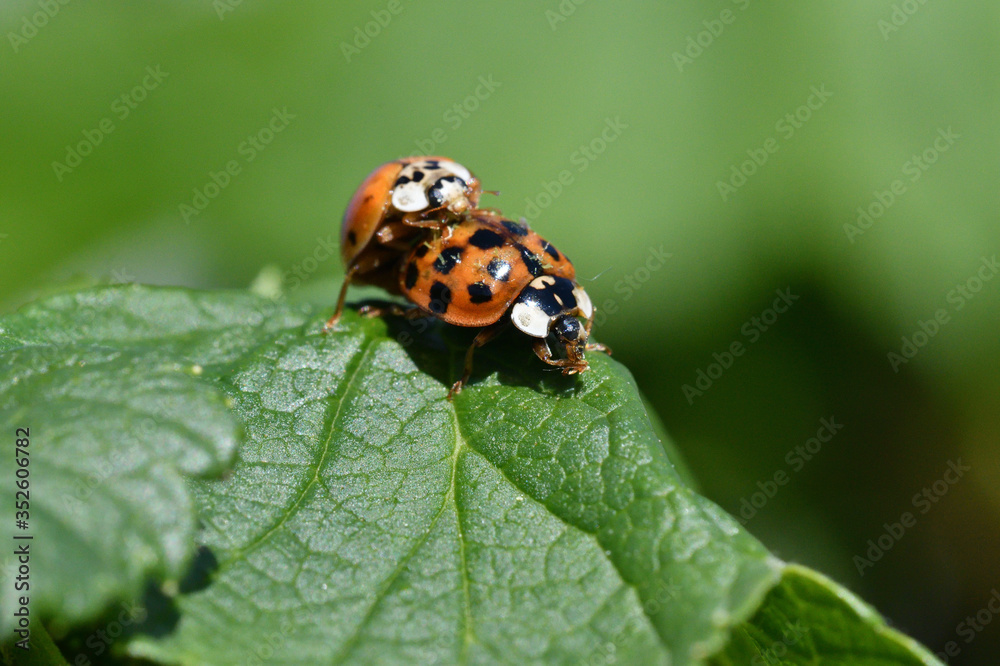 Ladybugs during mating on a green leaf in spring Ladybugs during mating on a green leaf in spring