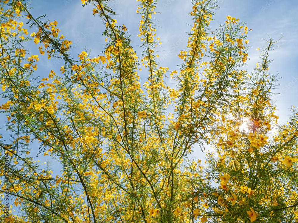 Sunny view of Parkinsonia florida blossom Sunny view of Parkinsonia florida blossom