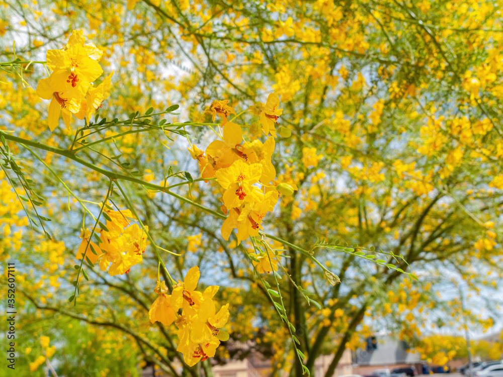 Sunny view of Parkinsonia florida blossom Sunny view of Parkinsonia florida blossom