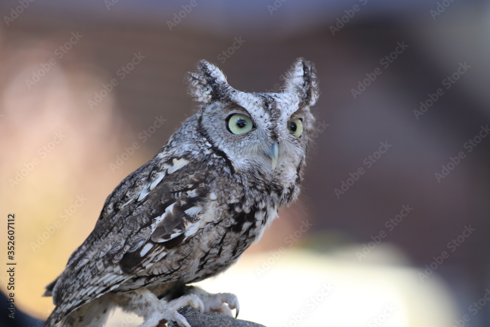 Fototapeta premium Screetch Own in nature Bird