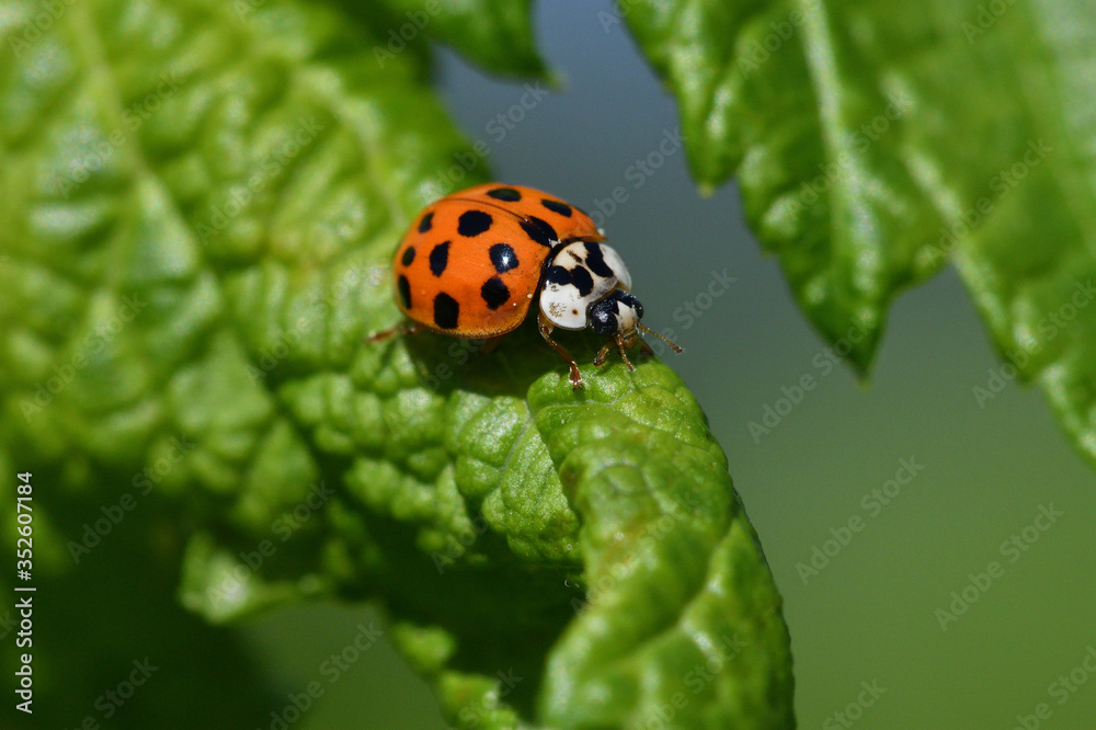 macro detail of ladybird on the green stalk of grass
macro detail of ladybird on the green stalk of grass