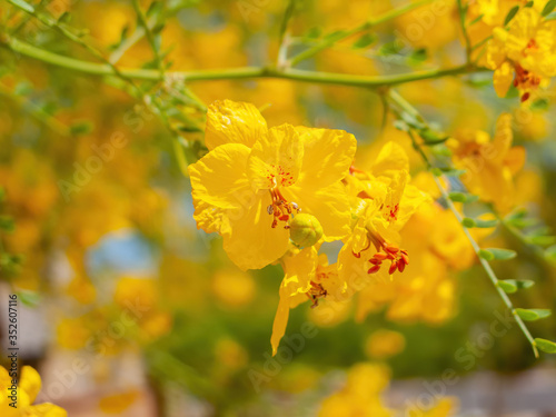 Sunny view of Parkinsonia florida blossom