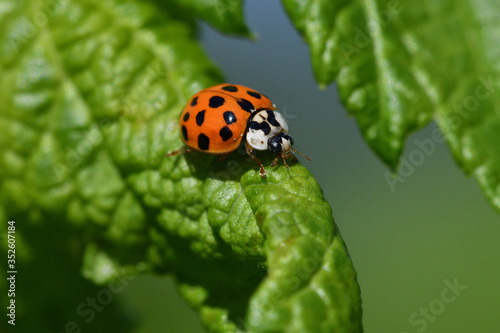  macro detail of ladybird on the green stalk of grass  © Pavol Klimek