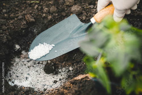 The farmer gives fertilizer to young plants. A hand holds a shovel and fertilize seedlings in an organic garden.