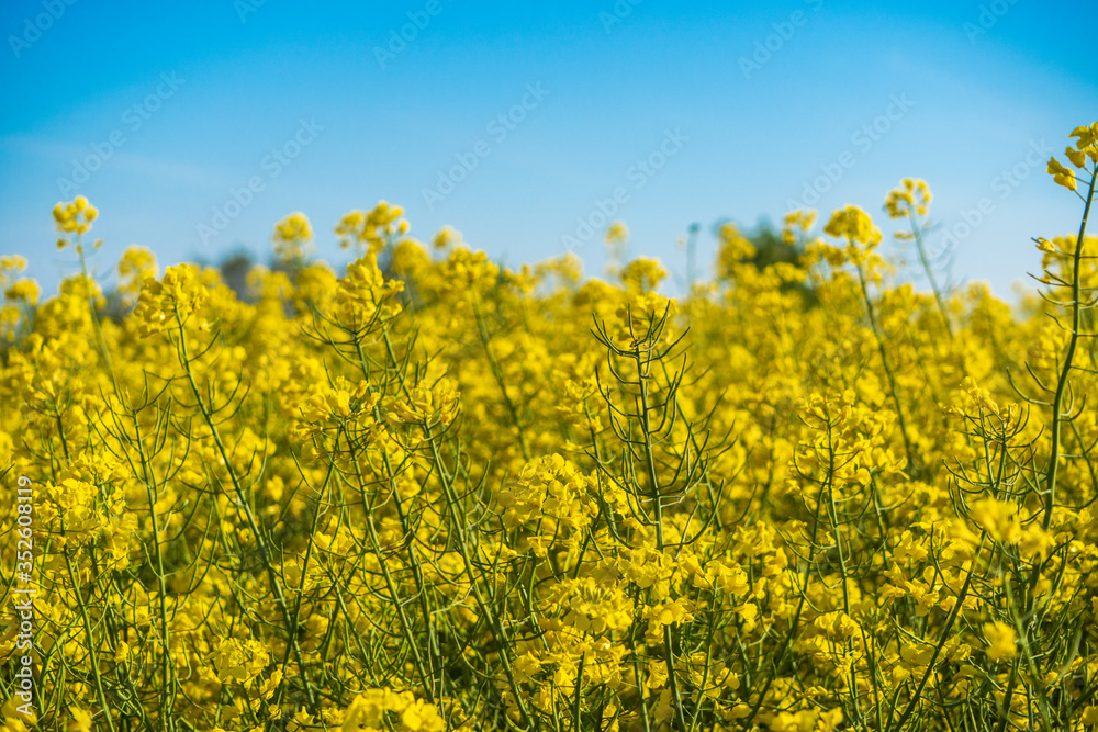 Flowering of the rapeseed field is yellow. Natural landscape background with copy space. Blooming canola flowers. Bright Yellow Rape in summer. Flowering of the rapeseed field is yellow. Natural landscape background with copy space. Blooming canola flowers. Bright Yellow Rape in summer.