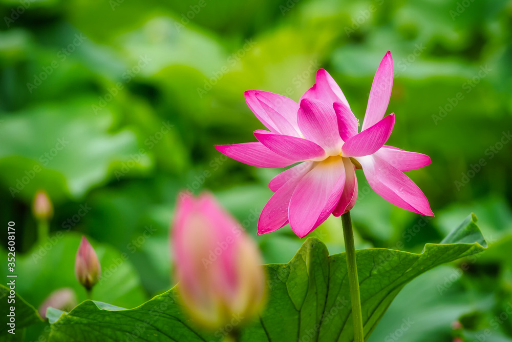 Blooming lotus flower on the surface of the lake Blooming lotus flower on the surface of the lake