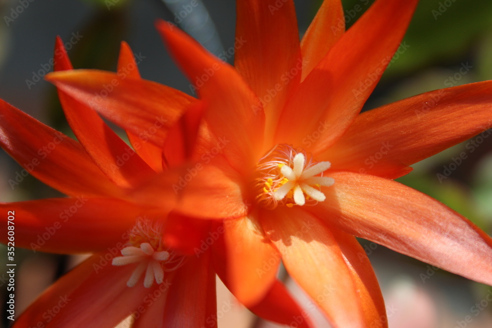 Fototapeta premium Epiphillum rosso