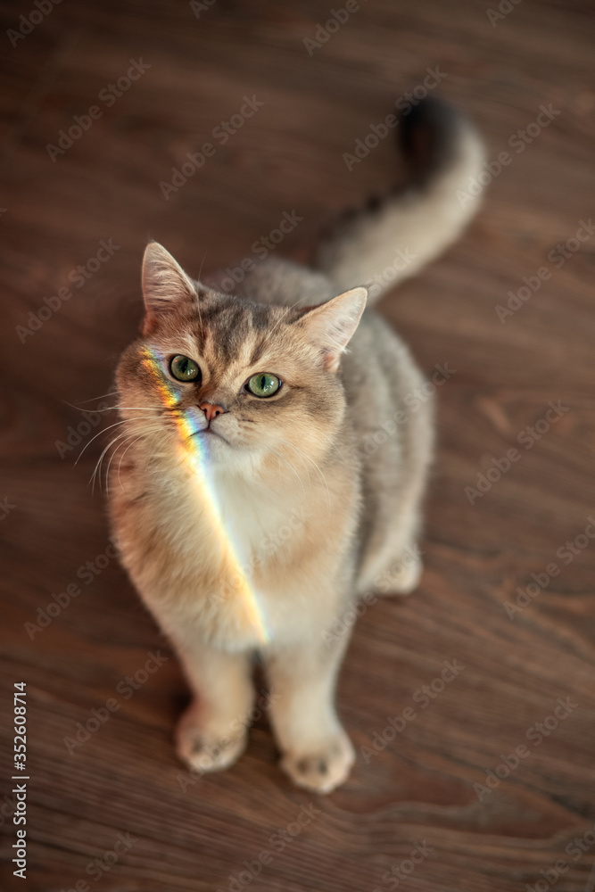 Cat with rainbow on face Cat with rainbow on face