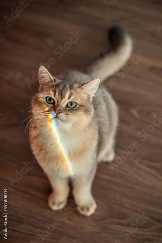 Cat with rainbow on face