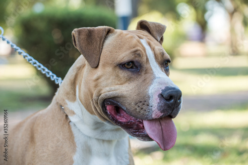 a dog portrait dogo argentino with blurred green background © Ian