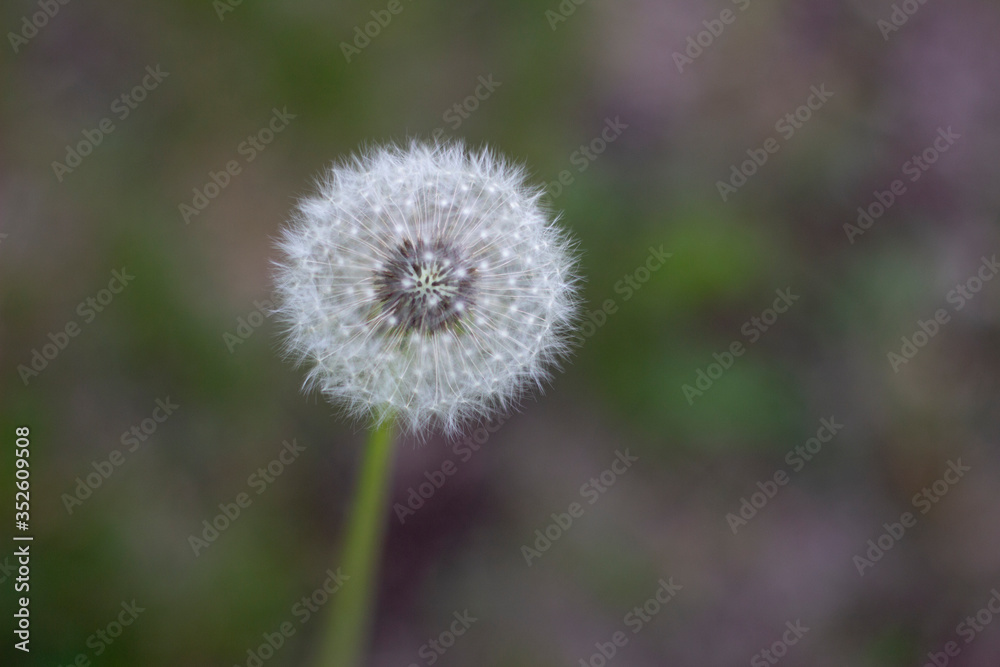 White fluffy pretty dandelion in summer